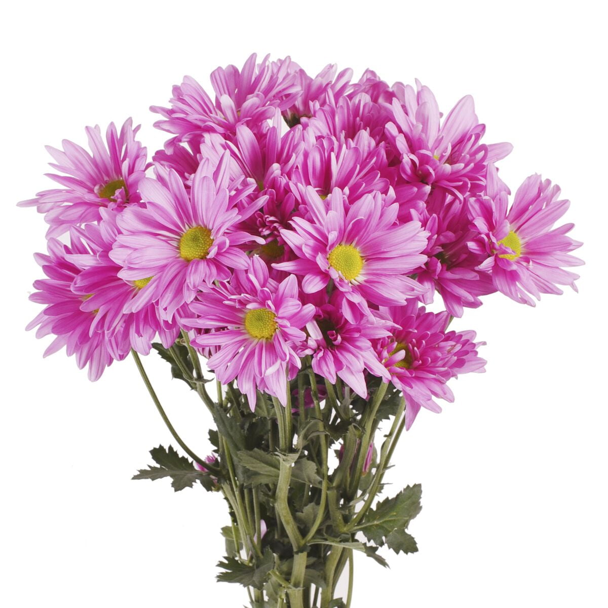 Pink Daisies Fresh Cut 60 Stems
