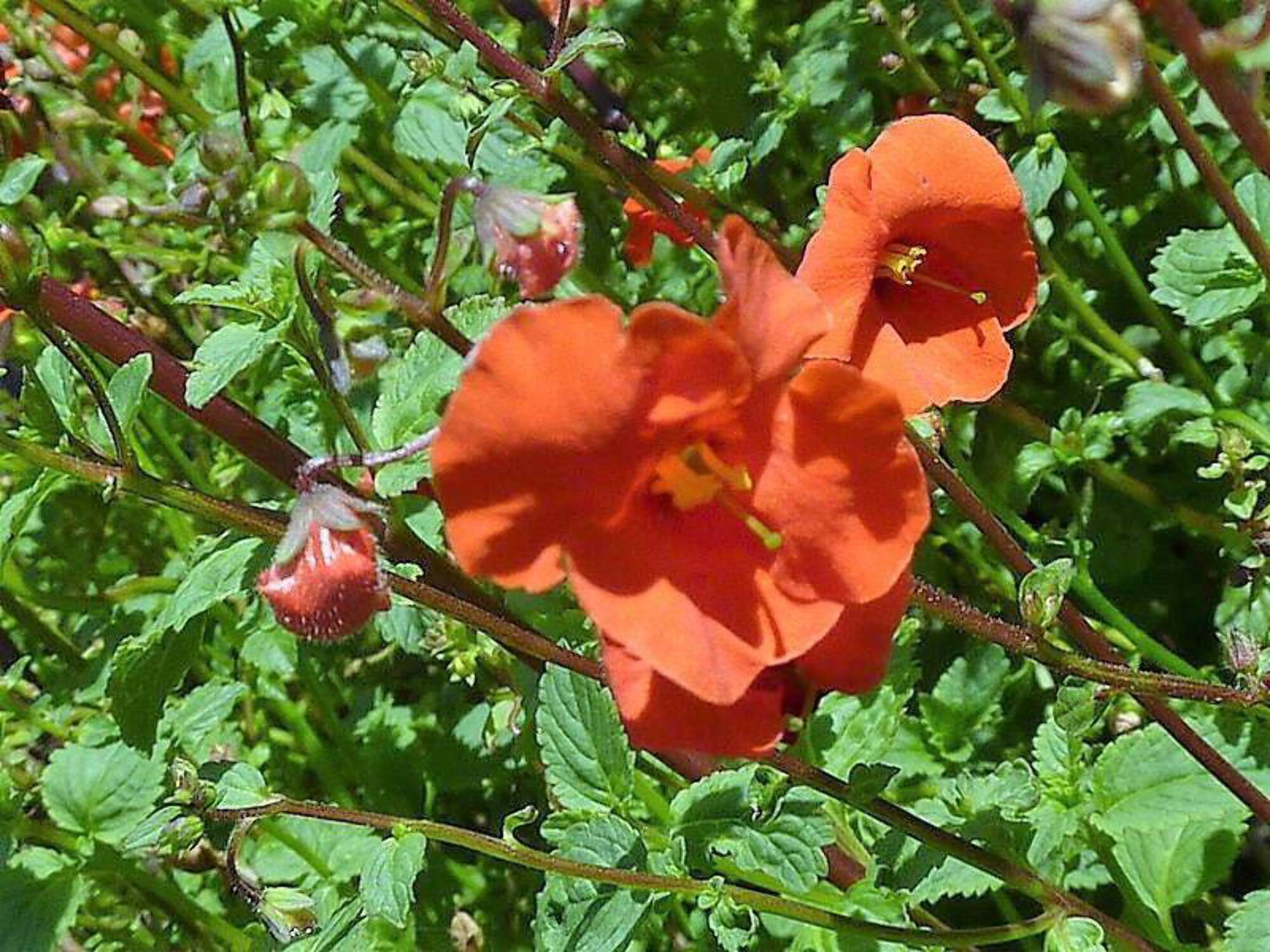 50 SCARLET MASK FLOWER Hummingbird Plant Red Alonsoa Warscewiczii Seeds - image 3 of 4
