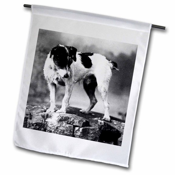 3dRose, Jack Russell Terrier (Black and White), 12 x 18 inch Garden Flag
