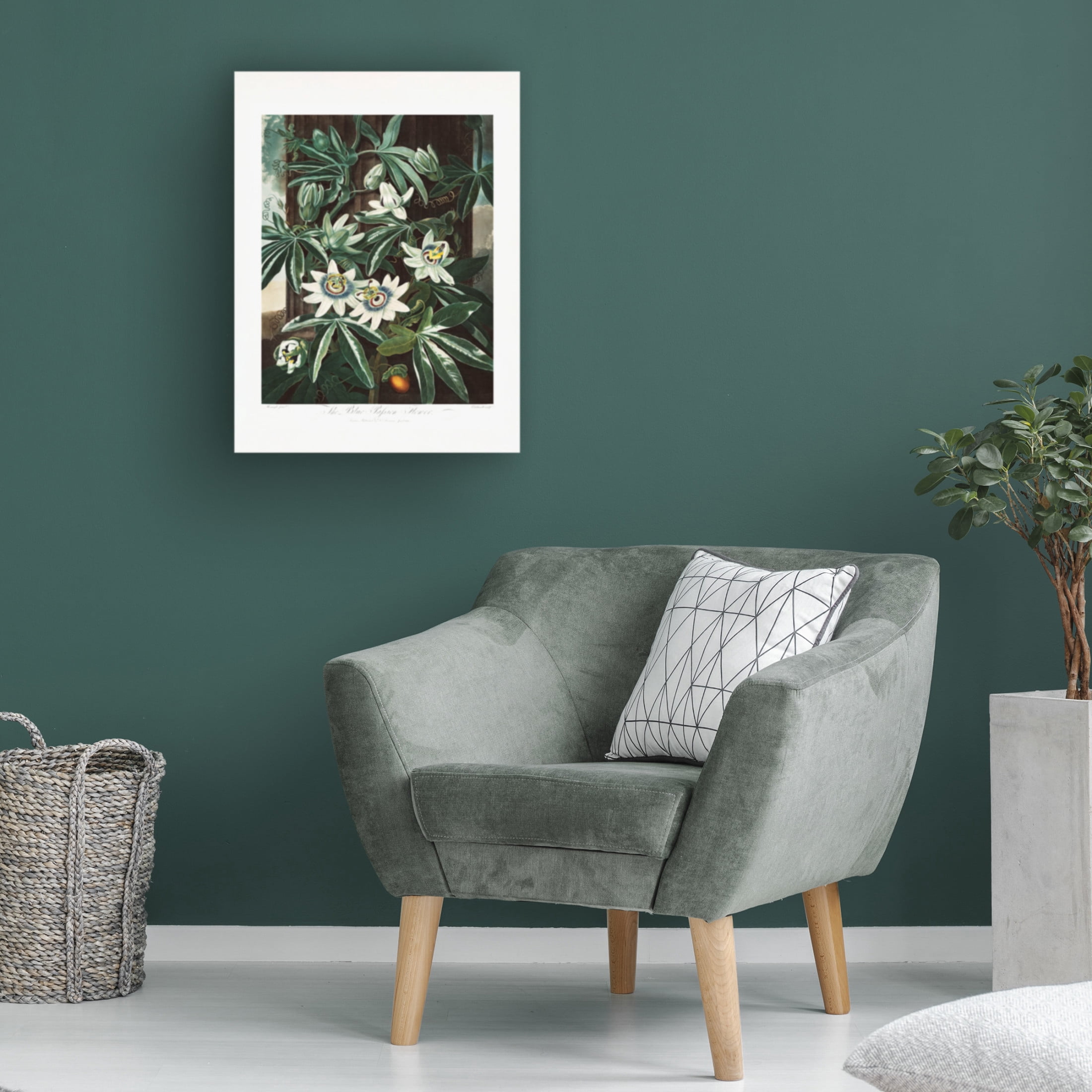 Trademark Fine Art Pictufy  The Passiflora Cerulea from The Temple of Flora 1807 Canvas Wall Art