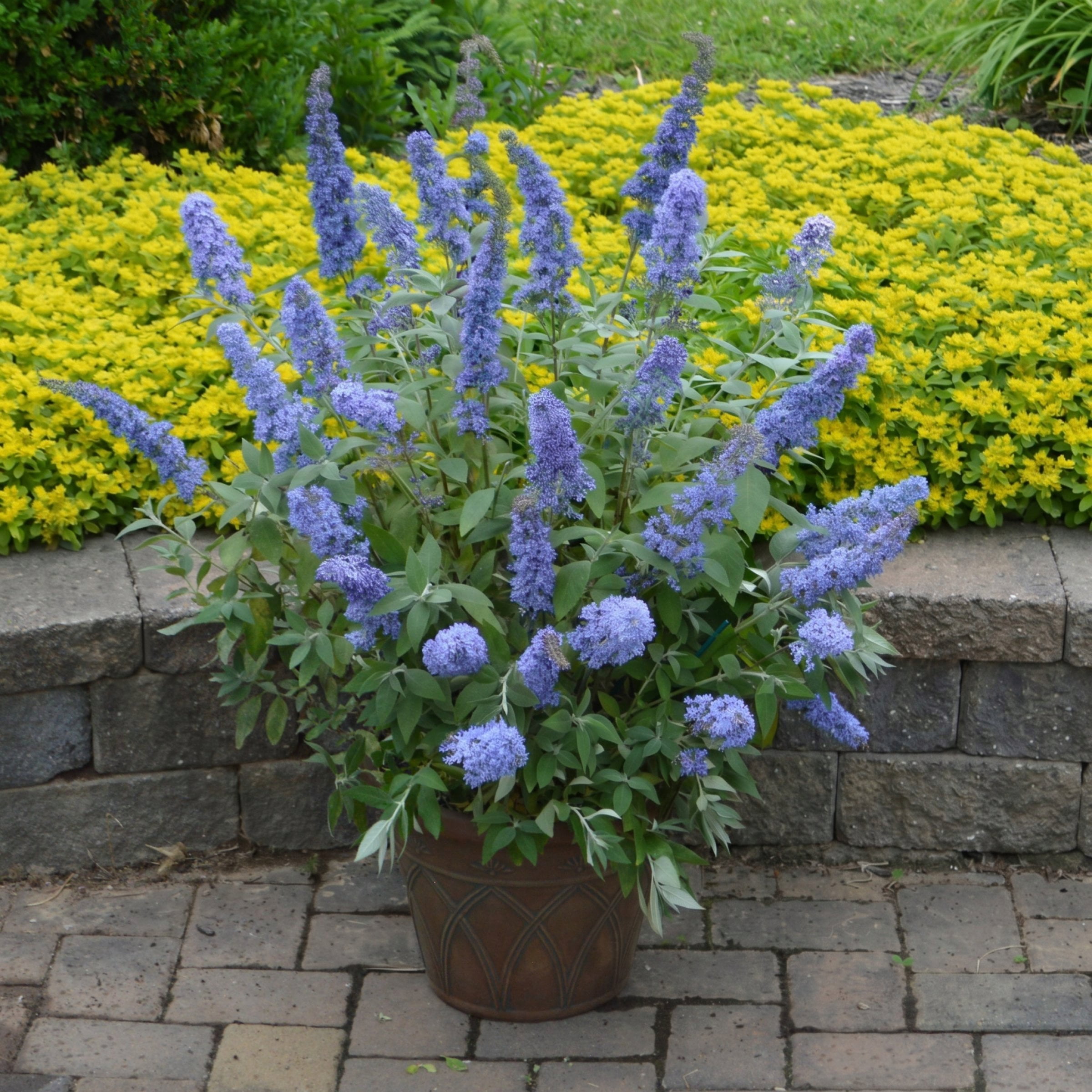 National Plant Network 3.25 in. Buddleia Sky Blue Buzz (16-Pack)