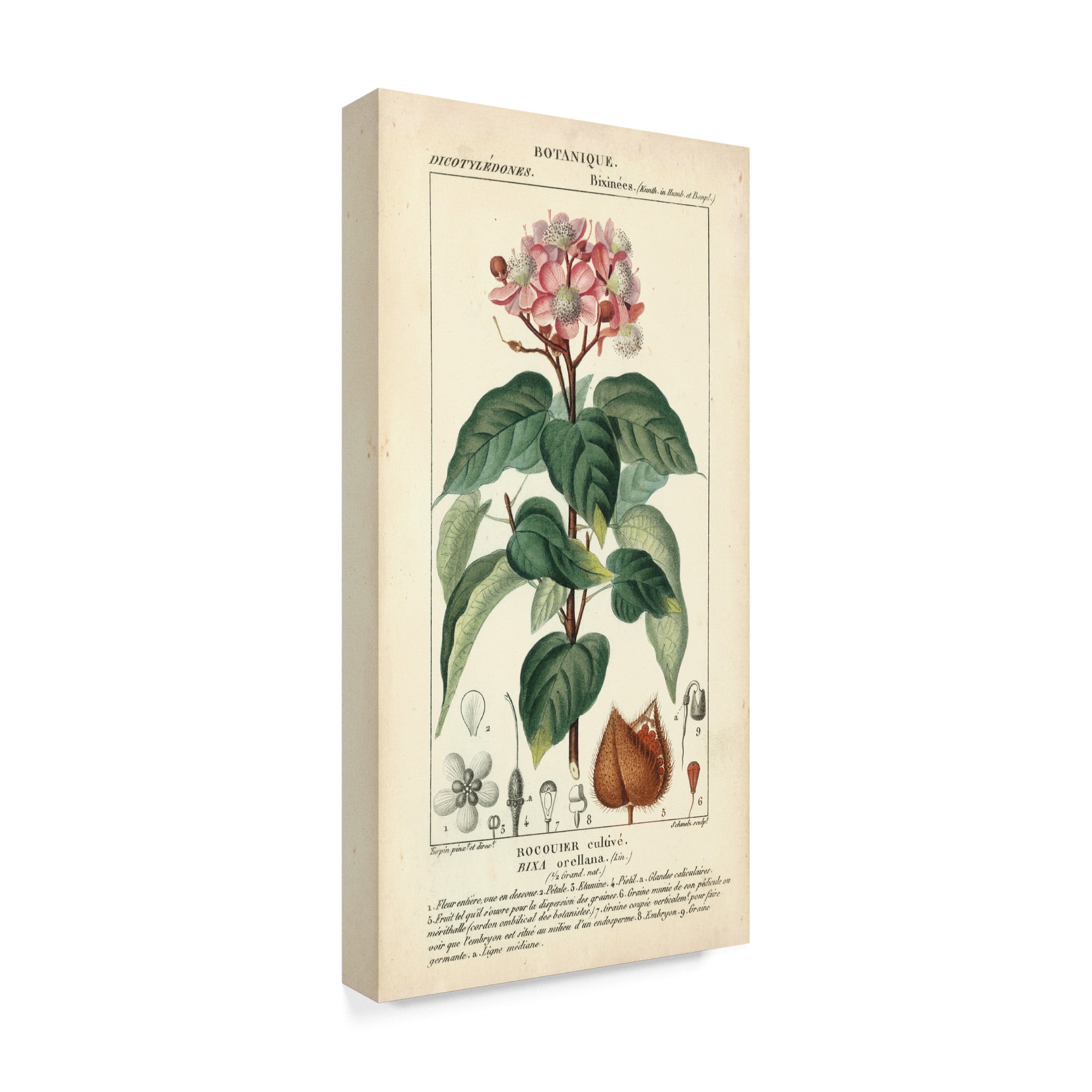 Trademark Fine Art 'Botanique Study in Pink I' Canvas Art by Turpin