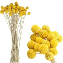 30Pcs Natural Dried Craspedia Flowers,Bexikou Yellow Billy Balls Flowers 17.7" Dried Flower Bouquet Flowers Arrangements Bouquet for Fall Autumn Decorations Wedding Home Party