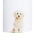 thumbnail image 3 of Pet Portrait White Ceramic Mug - I Love Malteses, 3 of 4