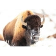 thumbnail image 2 of The Yellowstone Collection 18x13 White Modern Wood Framed Museum Art Print Titled - Bison face with snow, Yellowstone National Park, 2 of 4