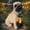 B, variant on Solar LED Dog Statue - Cute Outdoor Puppy Decor with Light,Garden Statue,Decoration for Garden, Patio, Yard & Romantic Gift for Dog Lovers
