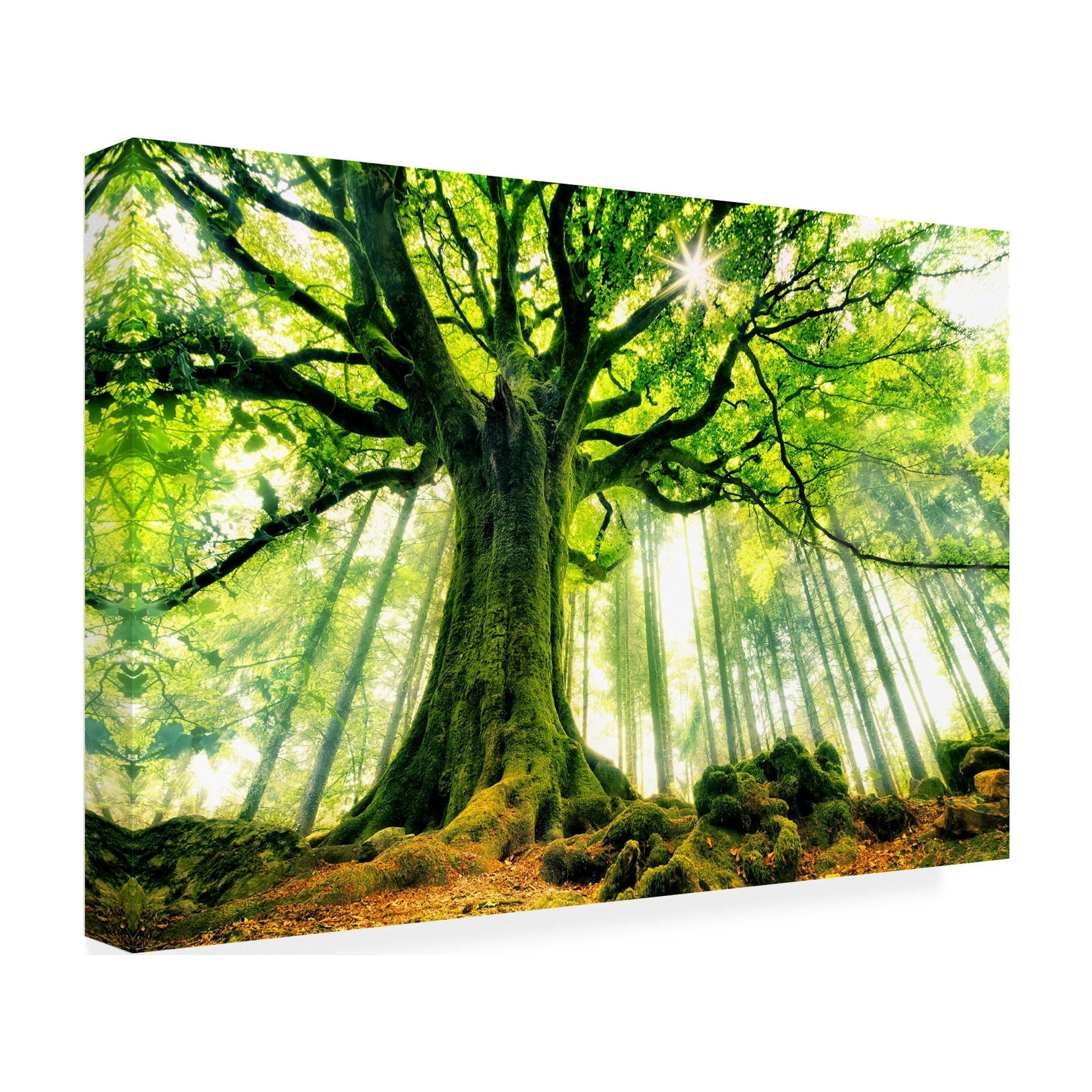 Christophe Kiciak 'Ponthus Beech' Canvas Art