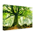 thumbnail image 4 of Christophe Kiciak 'Ponthus Beech' Canvas Art, 4 of 4