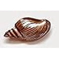 thumbnail image 2 of Red Pomegranate 573-3 Conch Shell 11.5 in. Copper Luster Plate, 2 of 2