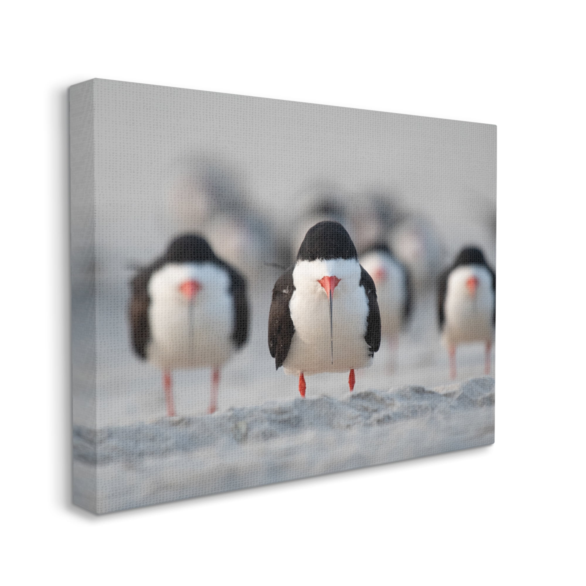 Stupell Industries Black Skimmer Gang Animals & Insects Photography Gallery Wrapped Canvas Art Print Wall Art, 30 x 24
