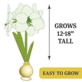 thumbnail image 3 of High Flying Flag Picasso Waxed Amaryllis Flower Bulb with Stand, Grow Real Blooming Indoor Spring Flowers, No Water Needed, 3 of 7