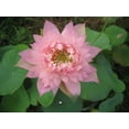 thumbnail image 3 of 5 Rare Seeds| Feathered Skirt Lotus Seeds - Indian Lotus (Nelumbo nucifera) Seeds - Flower Seeds - B3G1 #Q031, 3 of 5