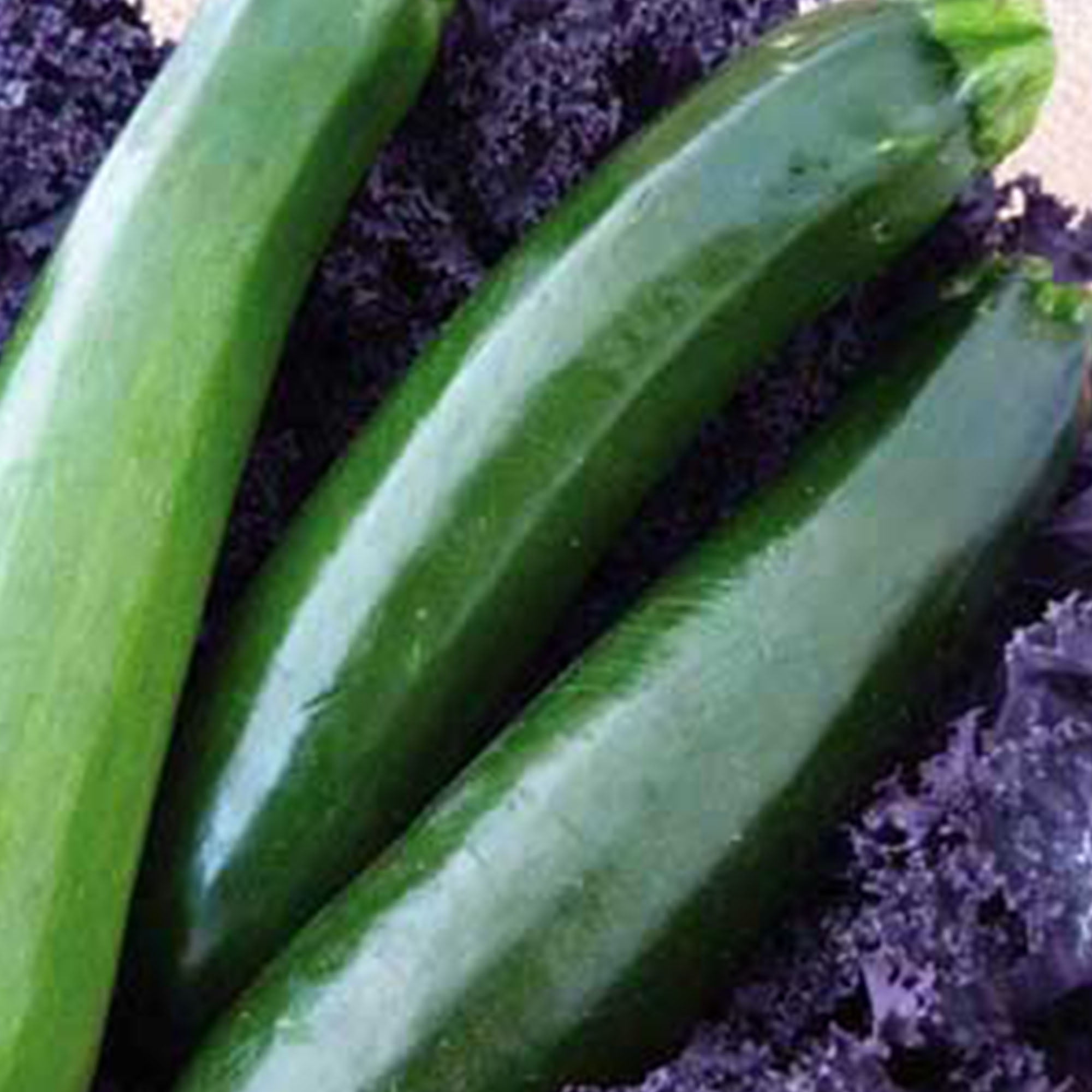 Black Beauty Zucchini Squash Seeds 4 g 35 Seeds NonGMO, Heirloom, Open Pollinated Vegetable