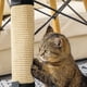 thumbnail image 3 of Almohadilla para rascar gatos, protección para patas de mesa, sofá, almohadilla para gatos, lino, almohadilla de yute para mascotas, bolsa para patas, estilo juguete para gatos, 3 of 5