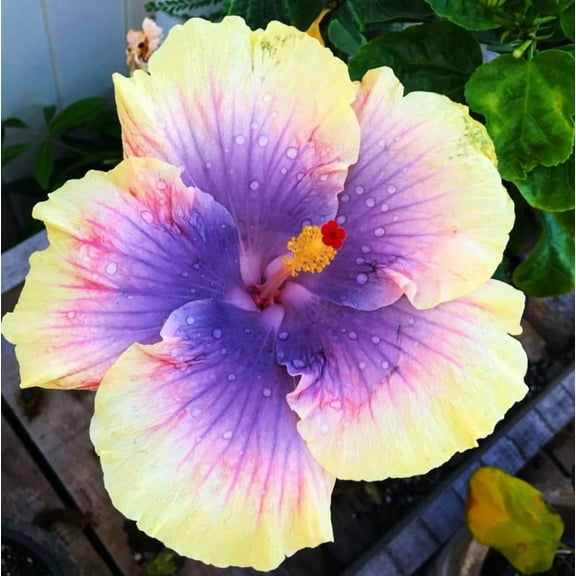 Purple Yellow Hibiscus Start Live Plant 5-7" Tall Seedling Plant Purple Yellow Hibiscus Flower Plant Perennial Flowering Shrub Outdoor Indoor Garden