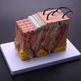 thumbnail image 2 of 2pcs Skin Model, 35X Skin and Hair Structure Enlarge Model Anatomical Model Anatomy for Science Classroom Study Display, 2 of 7