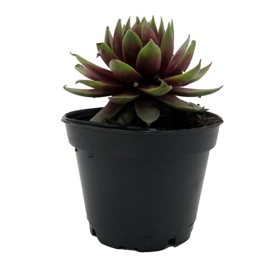 Chick Charmlettes® Rowdy Rudy - Sempervivum - 2" Pot