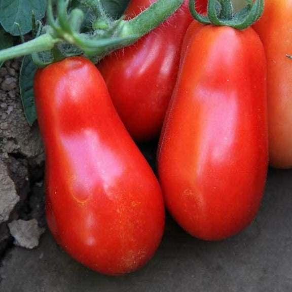 Organic San Marzano Short Vine Tomato ~25 Seeds - Organic, Heirloom, Open Pollinated, Non-GMO, Farm & Vegetable Gardening Seeds