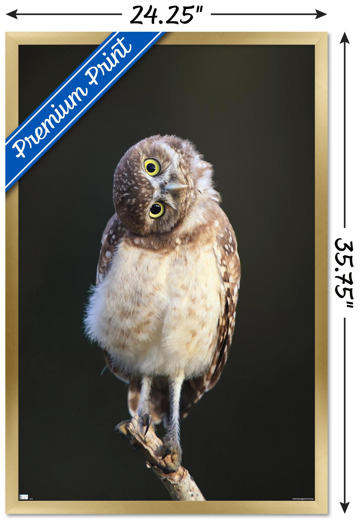Curious Burrowing Owlet Wall Poster, 22.375" x 34" Framed