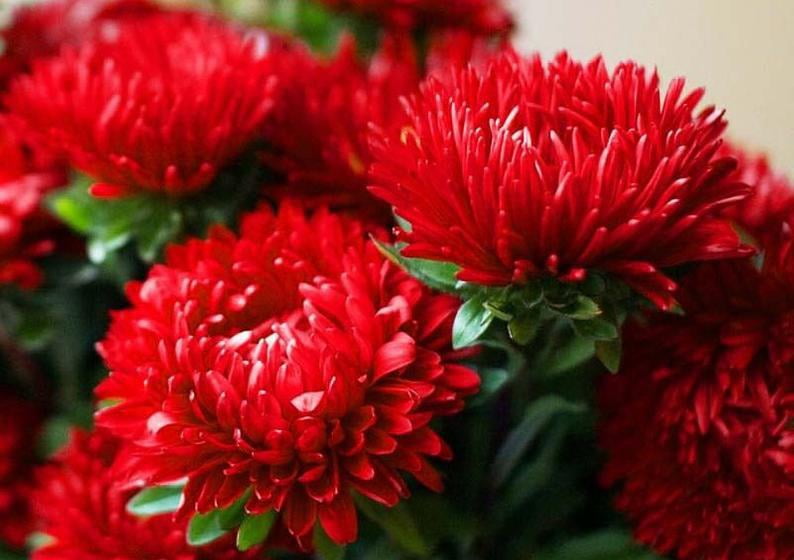 200 Seeds Non GMO Chinese Aster Peony Blue White