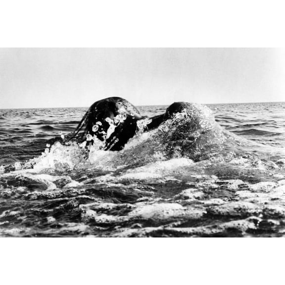 Susan Backlinie in Jaws being attacked in water by shark 24x36 Poster
