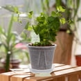 thumbnail image 3 of BERTDOMD 4-Pack Plastic Flower Pots for Garden, Greenhouse , Strawberry Planting Pots, 0.15 Gallon Small Plant Containers, 3 of 6