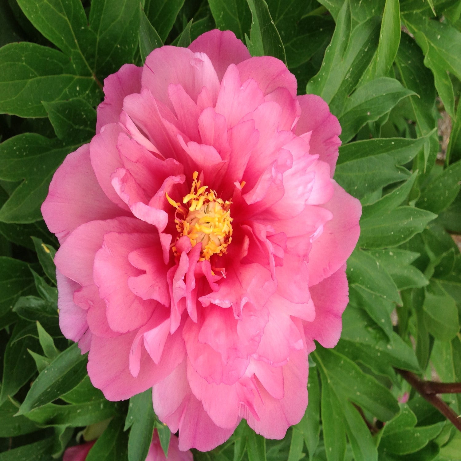 Expert Gardener 12-18" Peony Strawberry Swirl™ Live Tree in 1 gal. Grower Pot