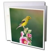 3dRose, American Goldfinch female on Hollyhock, Marion, IL, 1 Greeting Card with envelope