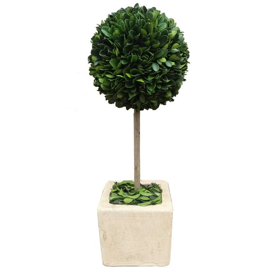 BOXWOOD WORLD Preserved Boxwood Ball Topiary for House Decor Potted Preserved Mini Boxwood Topiary All Season Green Topiary Decor