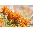 thumbnail image 2 of Wilson, Emily M. 24x17 White Modern Wood Framed Museum Art Print Titled - Johnson City-Texas-USA-Indian Paintbrush wildflowers in the Texas Hill Country, 2 of 4