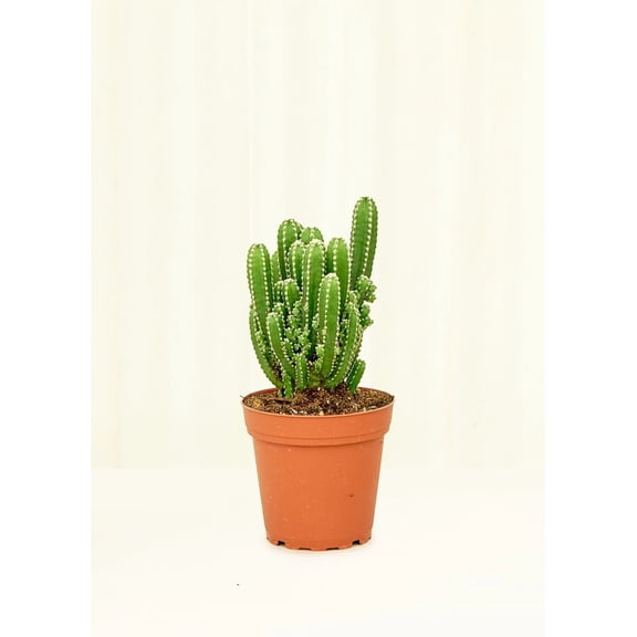 Acanthocereus Tetragonus 'Fairy Castle' Live Green Plant in 4" Pot