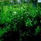 thumbnail image 3 of Tubería De Acuario Planta De Agua Tubería De Vidrio Salida De Entrada De Lirio Tubería De Vidrio Sistema De Limpieza De Agua Accesorio 12 Mm Guardurnaity PT000840-00, 3 of 5