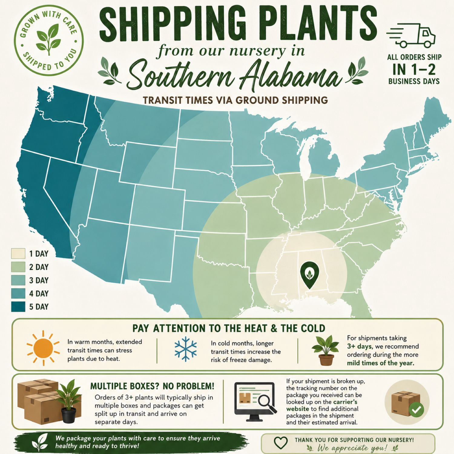 Southern Living October Magic Dawn Camellia Live Shrub in 2.5-Quart Grower Pot