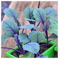 thumbnail image 2 of Everwilde Farms - 1 oz Organic Red Acre Cabbage Seeds - Gold Vault Bulk Seed Packet, 2 of 3