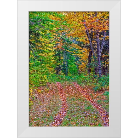 Gulin, Sylvia 11x14 White Modern Wood Framed Museum Art Print Titled - USA-New Hampshire-New England tracks into hardwood forest Autumn
