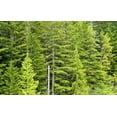 thumbnail image 5 of Grow Your Own CHRISTMAS TREE - Douglas Fir ( Pseudotsuga Menziesii ) Gift Packet of Tree Seeds ., 5 of 10
