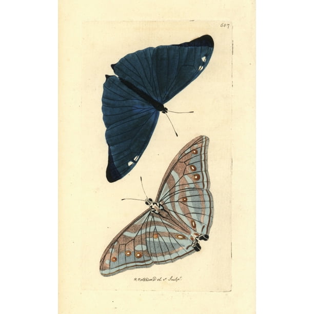 Evans blue butterfly hotsell