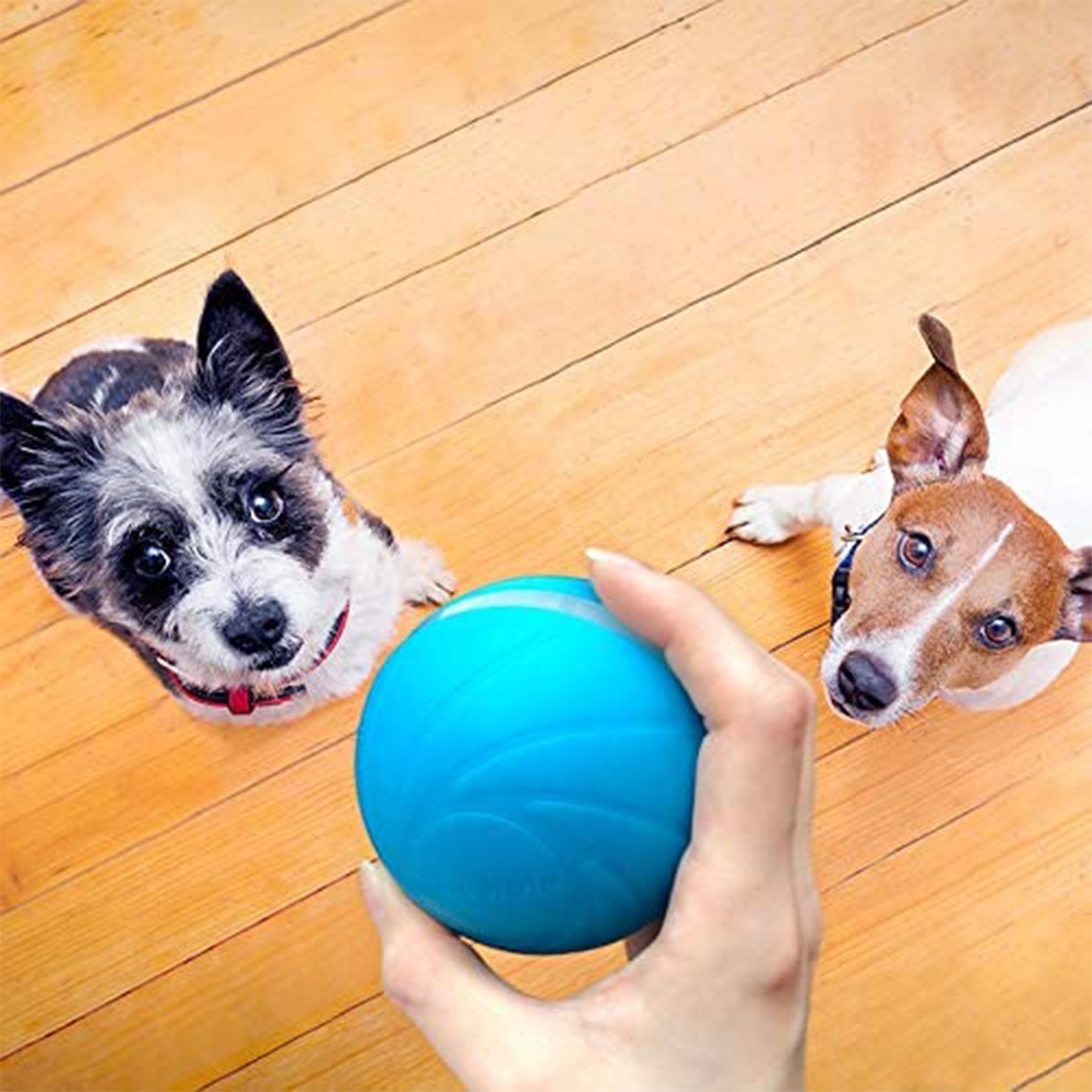 Wicked Ball PE: Smart Interactive Dog Toy for Medium & Large Breeds