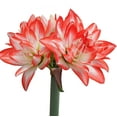 thumbnail image 4 of Amaryllis - Flaming Peacock (1 pack) Bulb, Multi-color Flowers - Professional Growers from Easy to Grow, 4 of 5