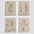 thumbnail image 5 of PixonSign Framed Wall Art Sepia Vintage Classic Flower Art, Set of 4 Collage Floral Wall Decor Prints, Nature Wildeflowers Wall Décor, Plants Rustic Vintage Posters for Home - 8"x10" White, 5 of 5