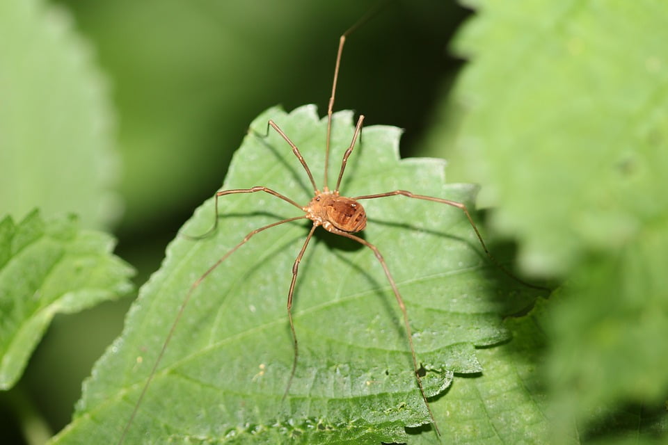 Nature Long Legs Spider Bug Green Outdoors Insect-20 Inch ...