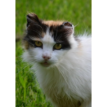 Cat Barn Cats Peel-n-Stick Poster of Barn Cat Calico Cat Cat Feline Calico Black Barn Poster 24x16 Adhesive Sticker Poster Print ()