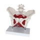 thumbnail image 5 of Modelo de pelvis femenina Modelo de esqueleto femenino Flexible con músculos del suelo pélvico para comunicación de patentes Partera en obstetricia, 5 of 9