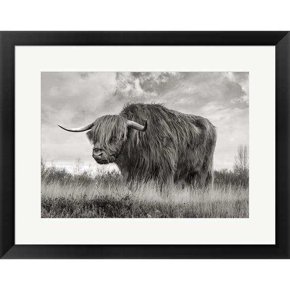 Great Art Now Scottish Highland Bull (BW) by Pangea Images, Framed Wall Art, 24.75W x 19.5H