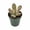 1 Plant, variant on Kalanchoe Teddy - 2 Live Starter Plants - Kalanchoe Tomentosa 'Teddy' - Compact Velvety Fuzzy Textured Foliage Succulent