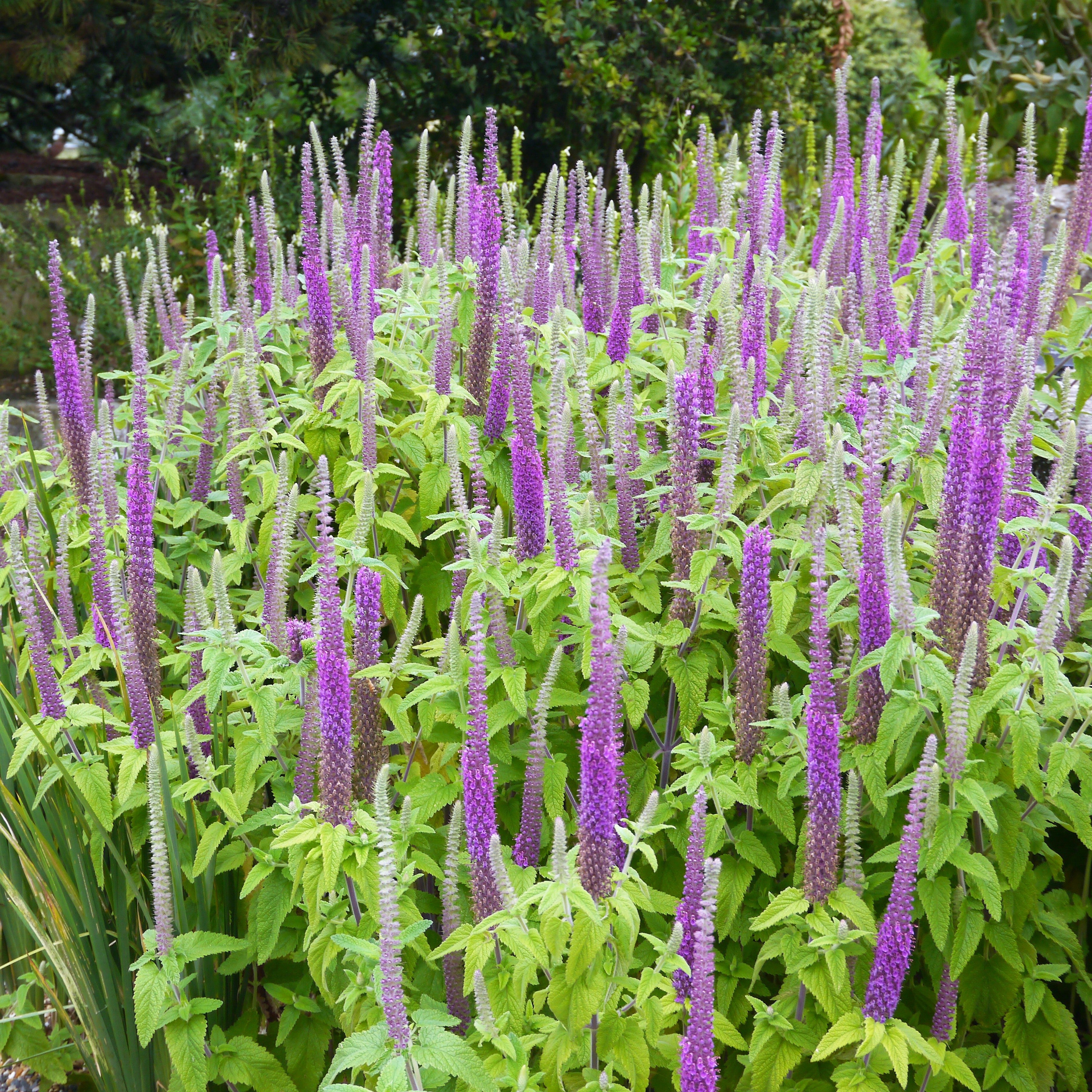 100 PURPLE TAILS WOOD SAGE Teucrium Hyrcanicum Caucasian Germander Herb Reddish Purple Flower Seeds - image 3 of 3