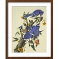thumbnail image 2 of Art.com Blue Jay Art Print by John James Audubon, Brown Frame Wall Art, 17" x 21", 2 of 5