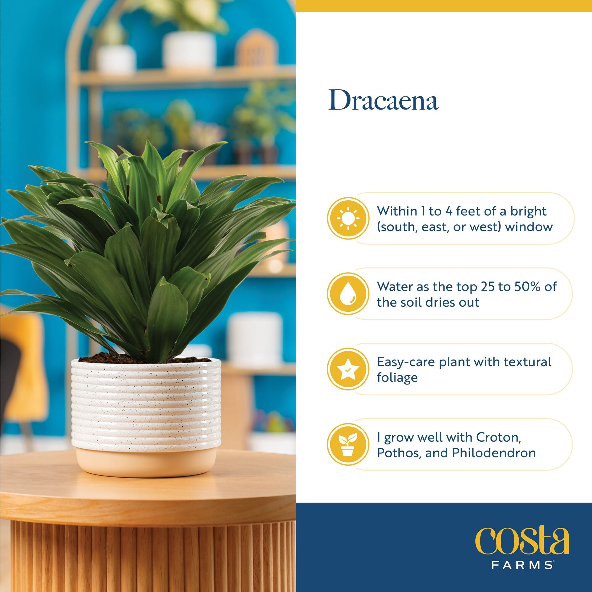 Costa Farms 14" Dracaena Janet Craig Live House Plants in 5" Grower Pot (2 Count)