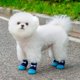 thumbnail image 5 of Calcetines para perros pequeños, medianos y grandes. Zapatos antideslizantes para mascotas. Calcetines cómodos y transpirables para cachorros, para uso en interiores y exteriores., 5 of 5
