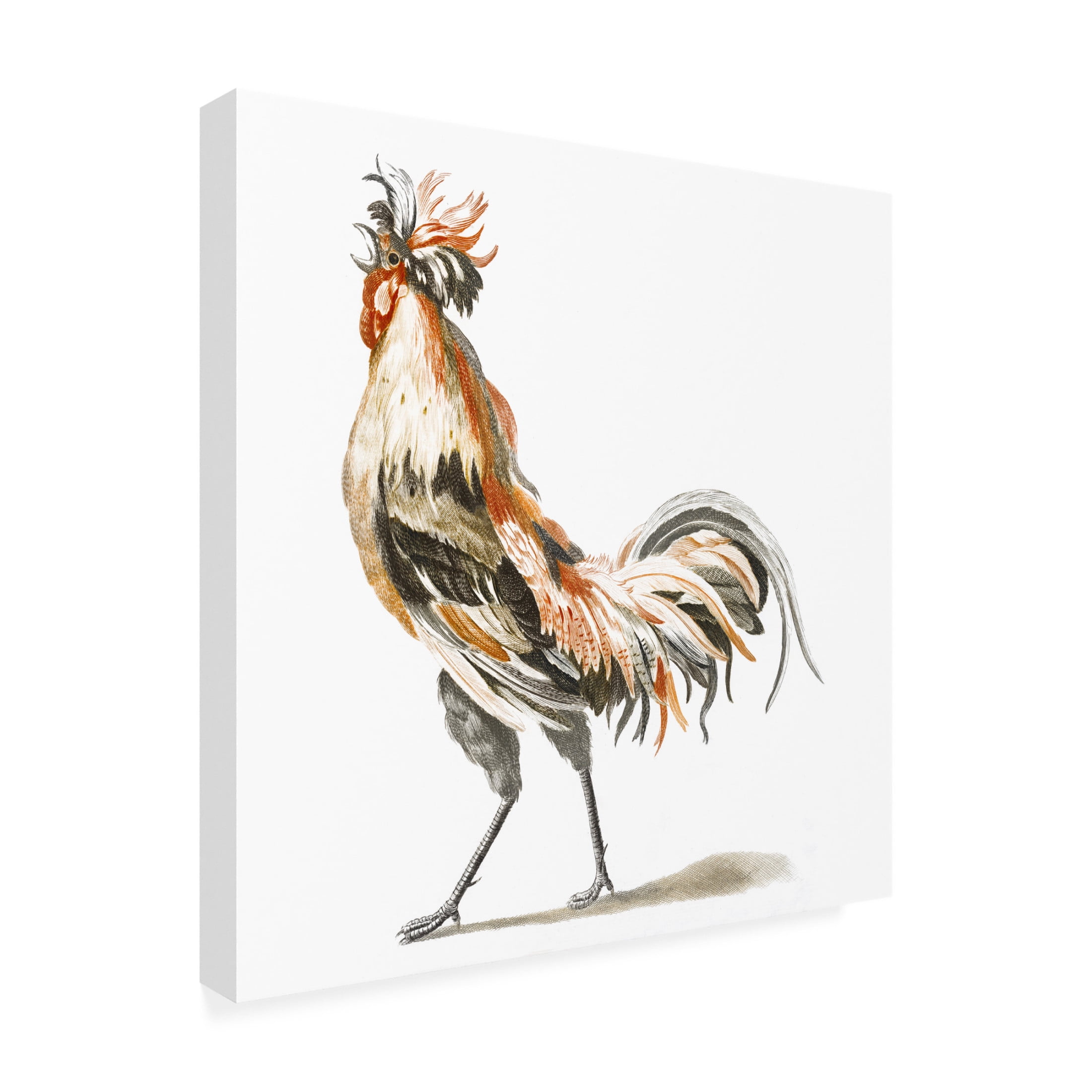 Trademark Fine Art Johan Teyler Teyler Roosters II Canvas Wall Art